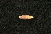 藏品(似謝氏煙管蝸牛)的圖片